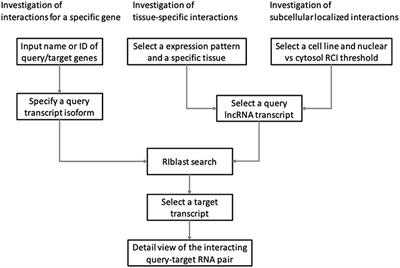 LncRRIsearch: A Web Server for lncRNA-RNA Interaction Prediction Integrated With Tissue-Specific Expression and Subcellular Localization Data